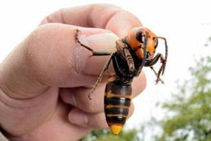 Avispa velutina asiática