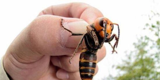 Avispa velutina asiática