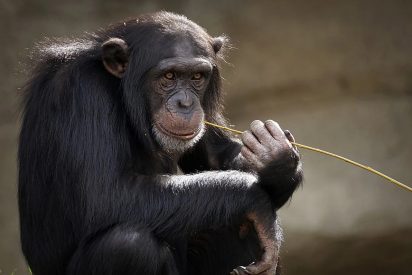 El ingenioso chimpancé usa un tronco como escalera para escapar del zoo