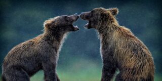 Dos oseznos grizzly se entrenan para la pelea