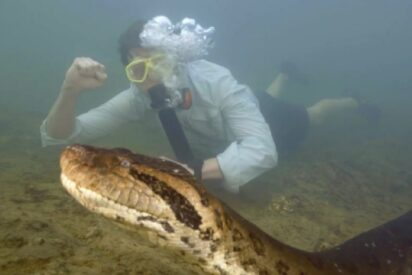 La anaconda Eunectes akayima, en Amazonia