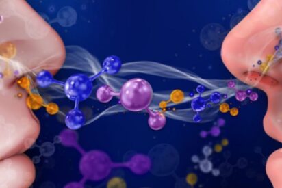 Olores, olor y sentidos