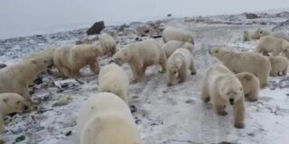 Osos polares hambrientos