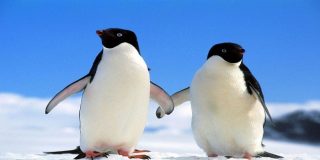 El pingüino cornudo intenta matar al amante de su pareja