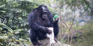 Yuhui, el chimpance que lava ropa